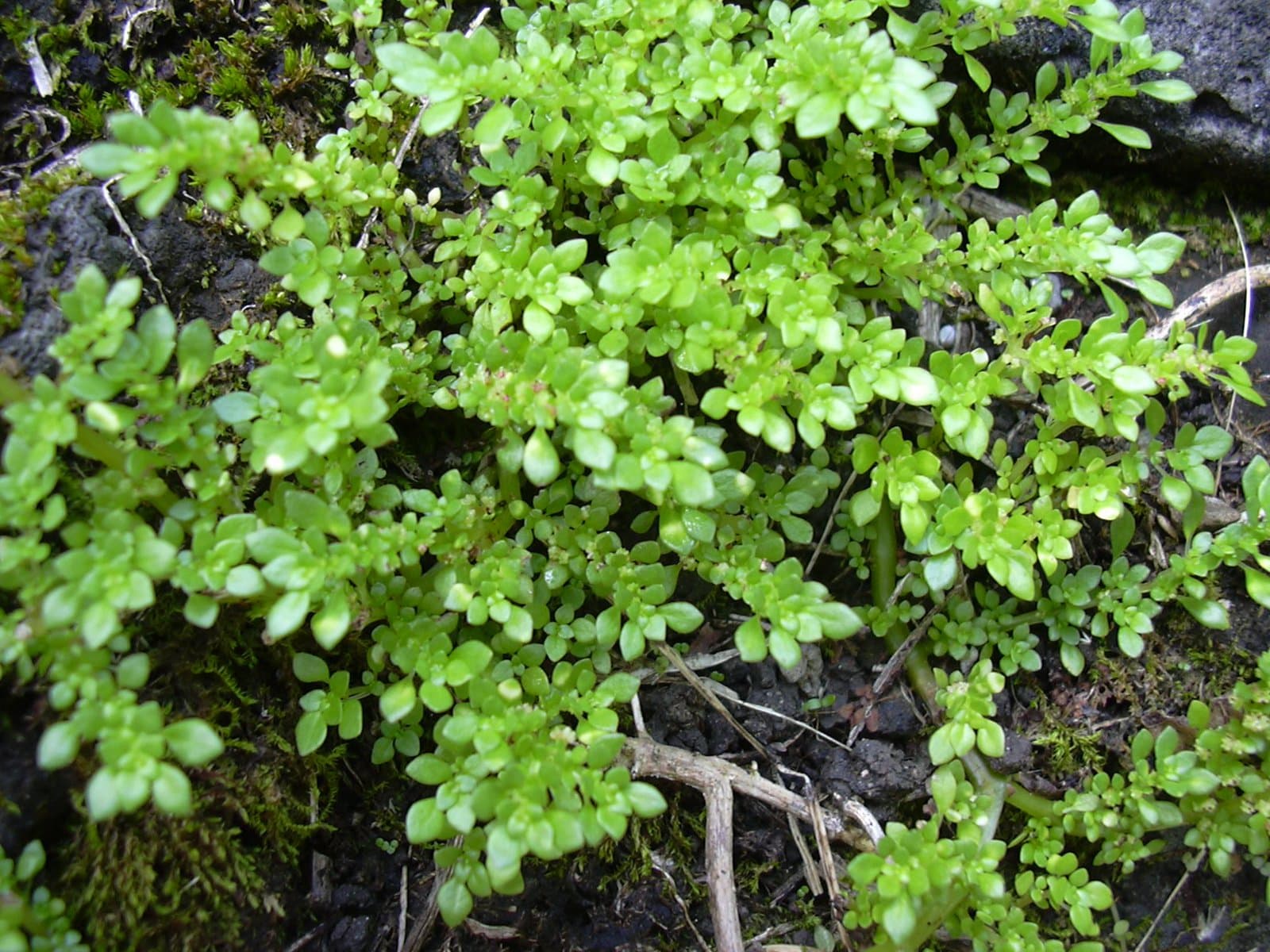 Pilea microphylla (L.) Liebm.