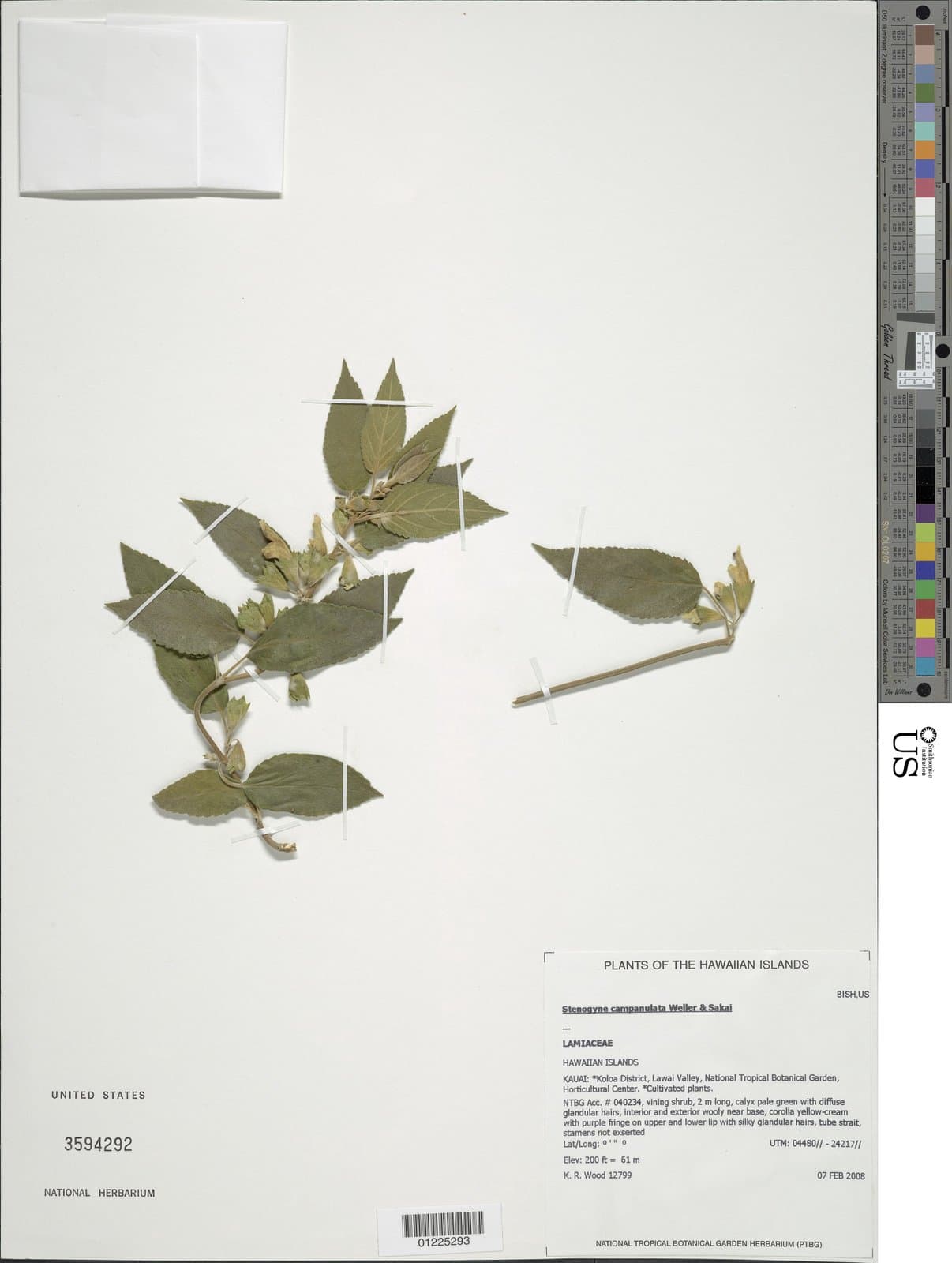 Stenogyne campanulata Weller & Sakai