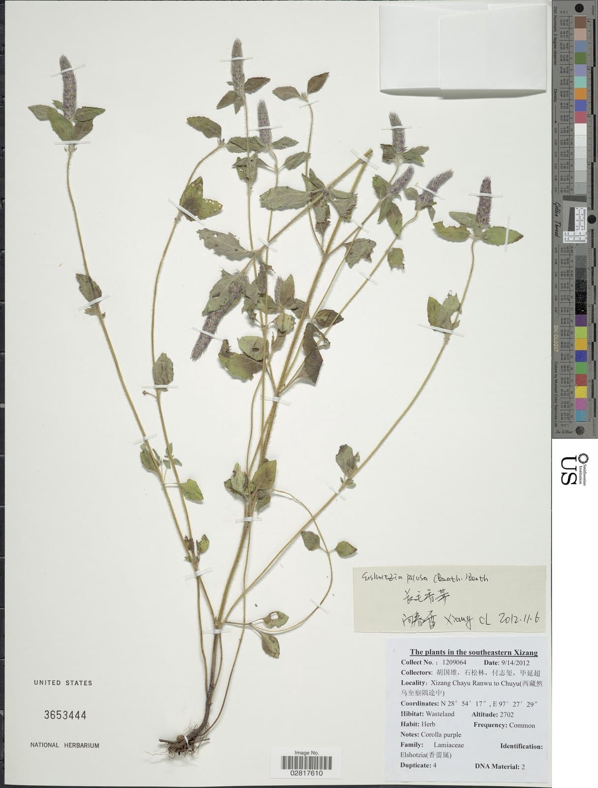 Elsholtzia pilosa (Benth.) Benth.