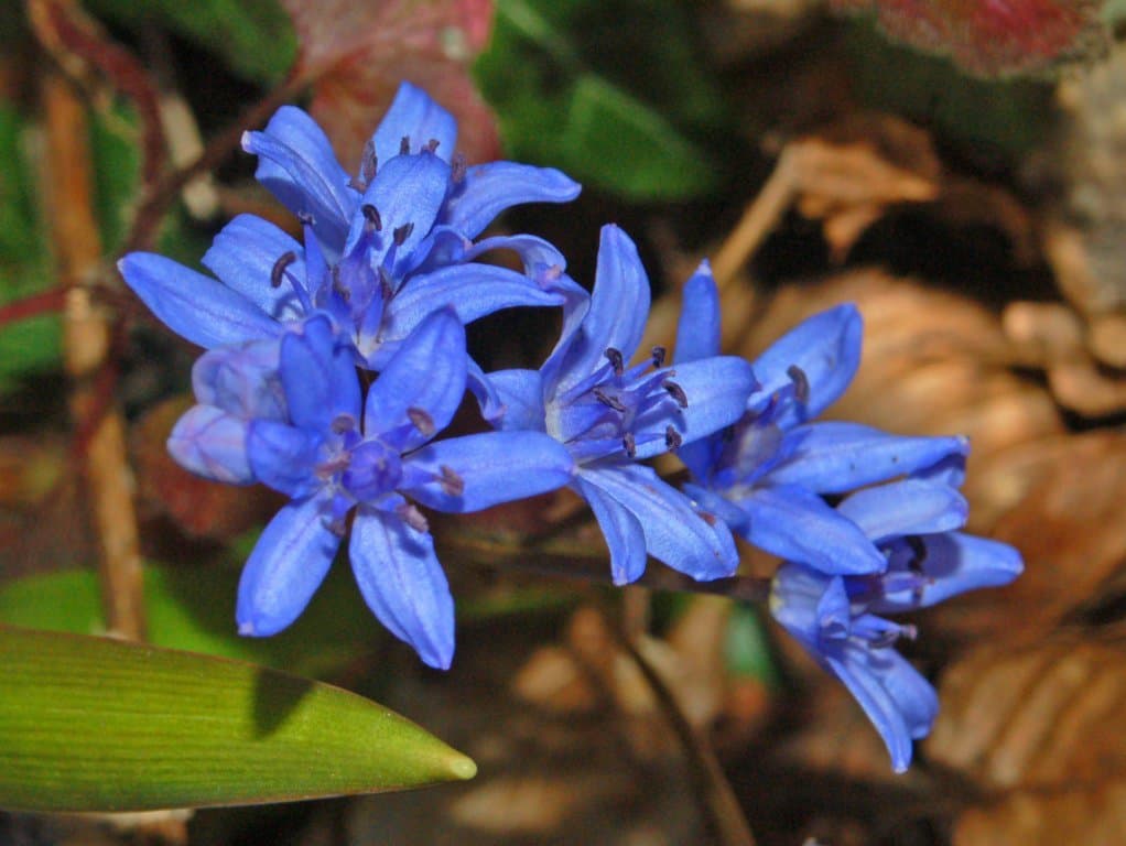 Hyacinthoides italica (L.) Rothm.