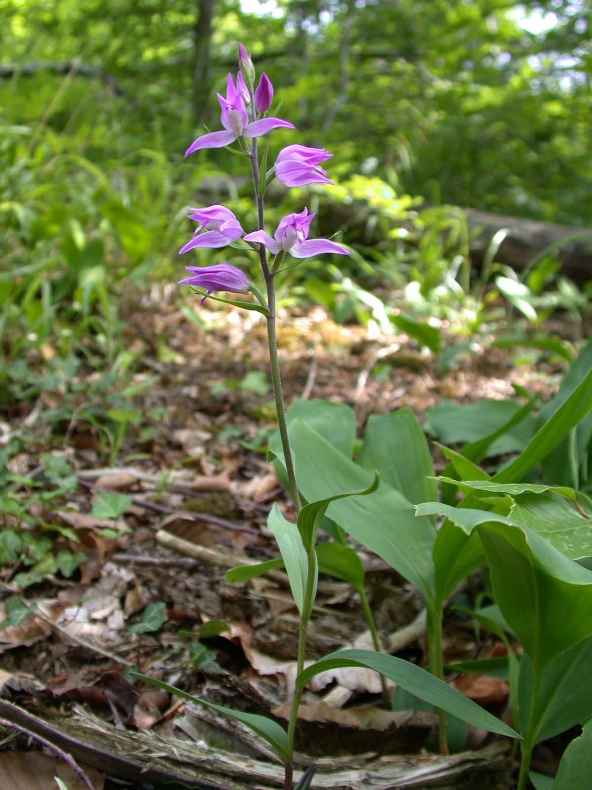 Cephalanthera rubra (L.) Rich.