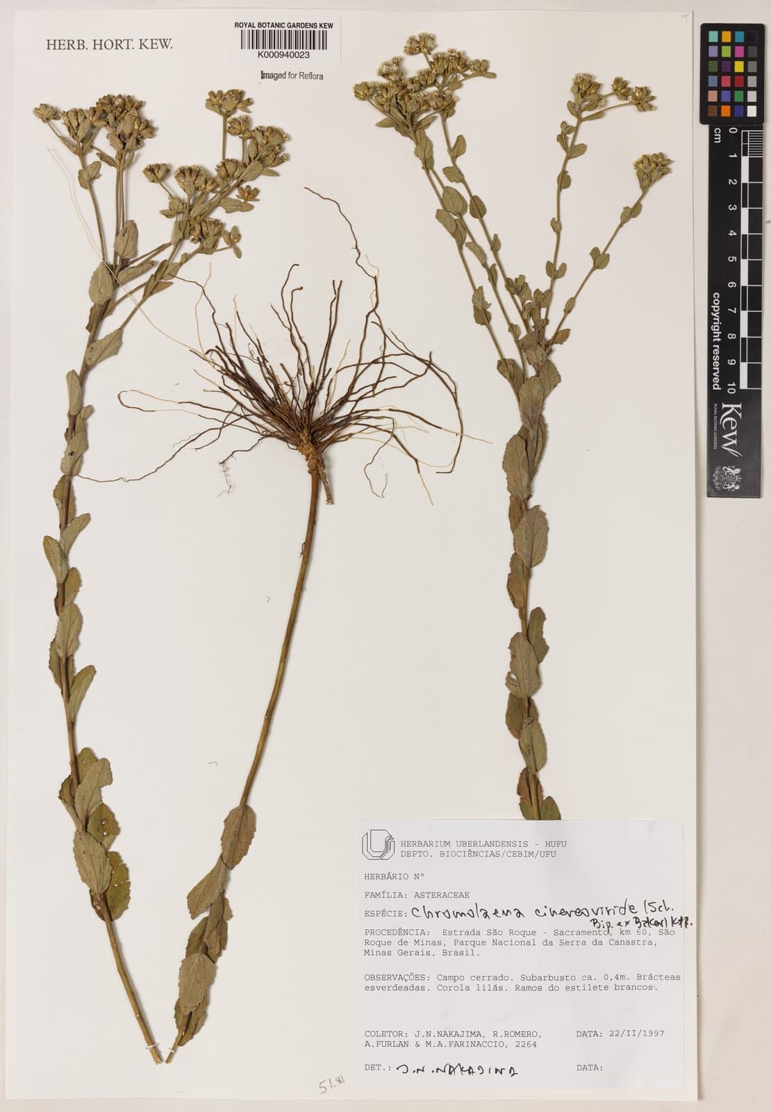 Chromolaena cinereoviridis (Sch.Bip. ex Baker) R.M.King & H.Rob.