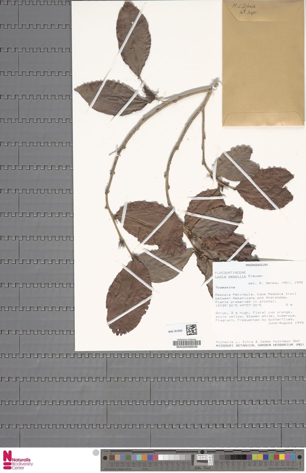 Ludia sessilis Sleumer