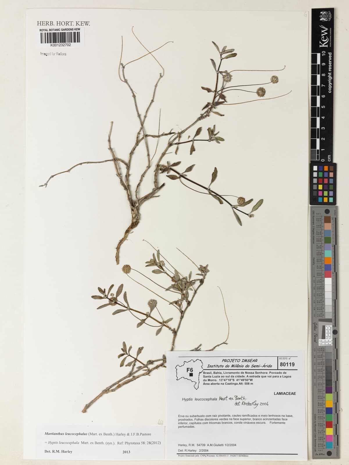 Martianthus leucocephalus (Mart. ex Benth.) J.F.B.Pastore