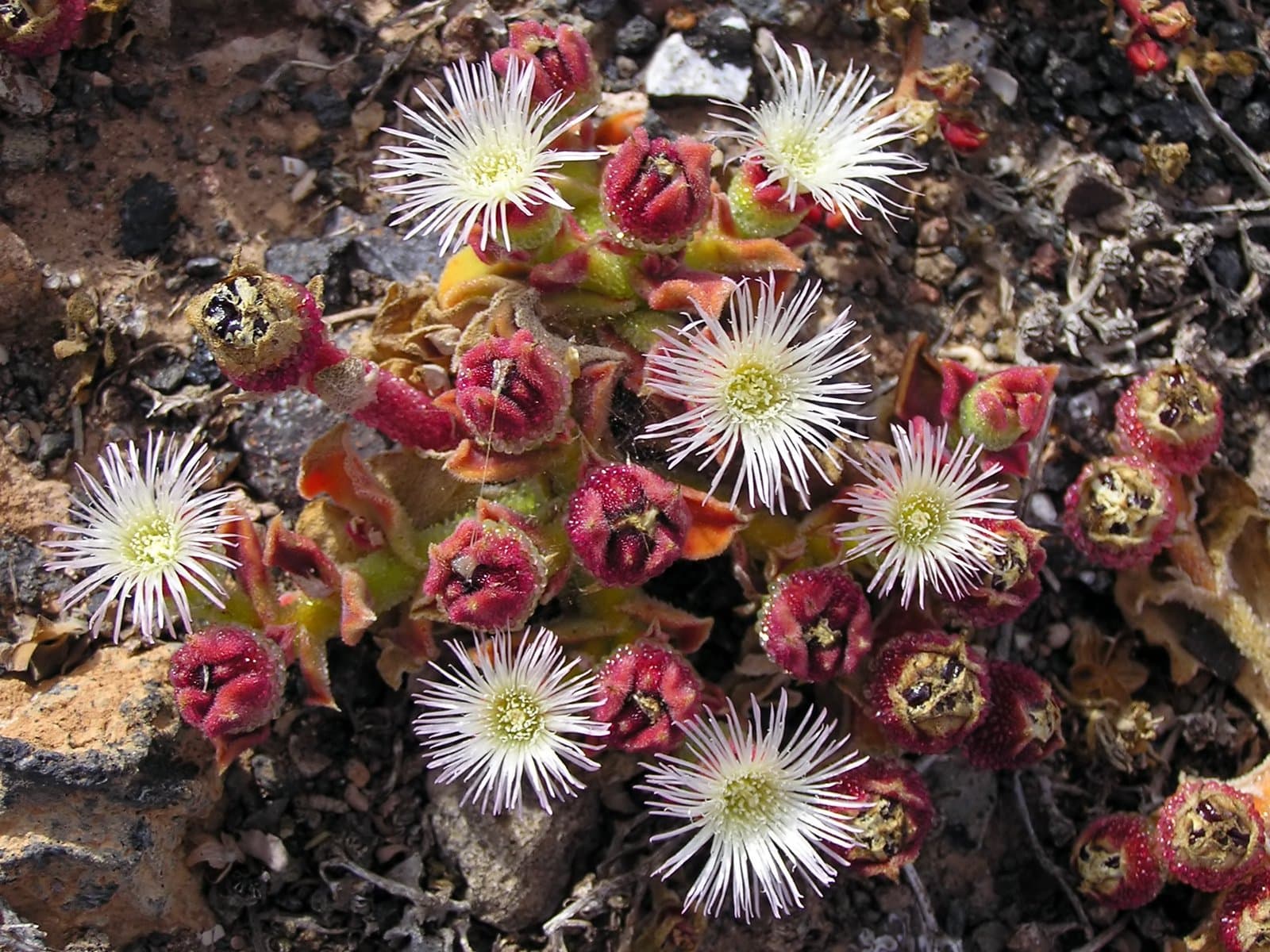 Mesembryanthemum crystallinum L.