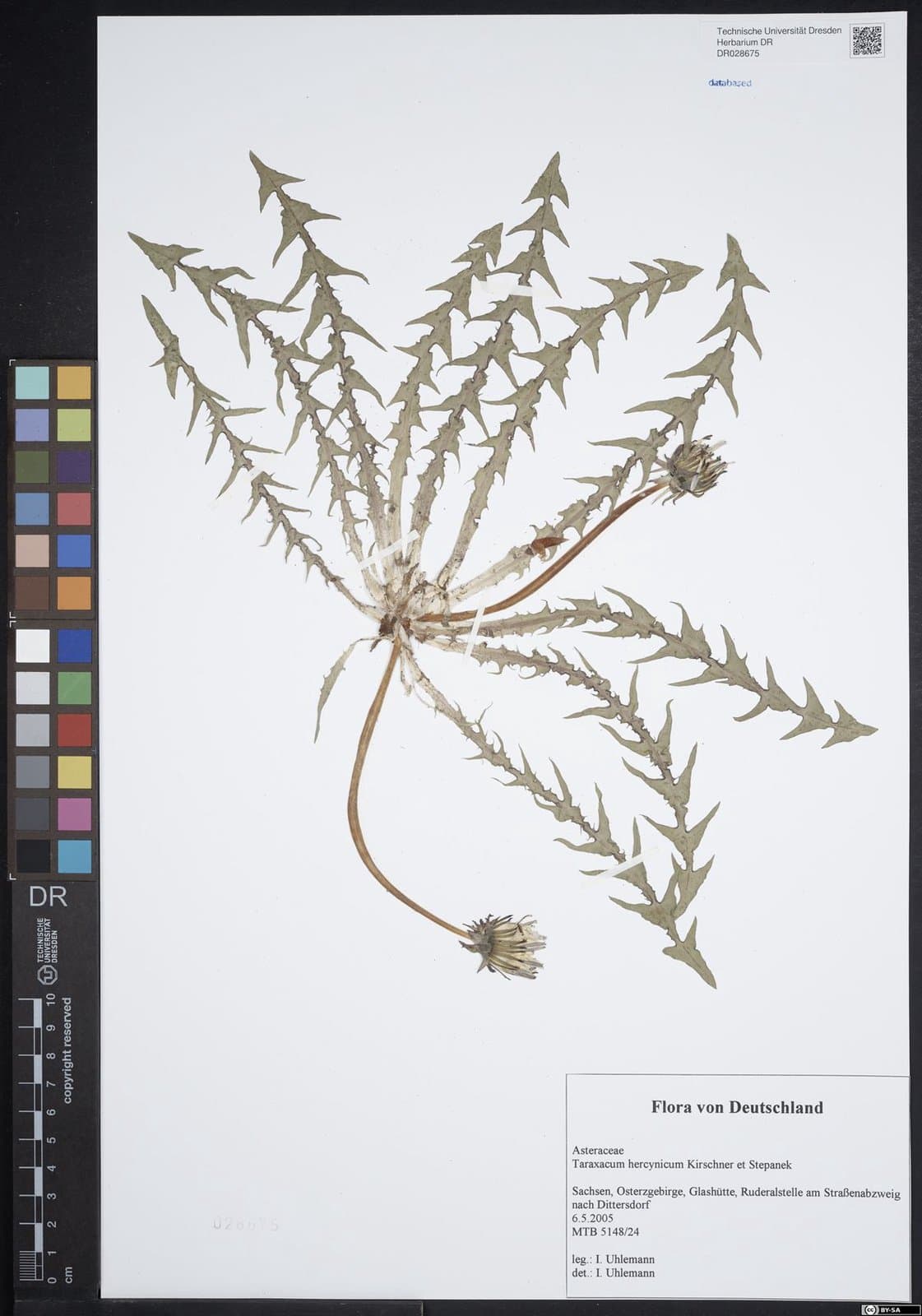 Taraxacum hercynicum Kirschner & Stepánek