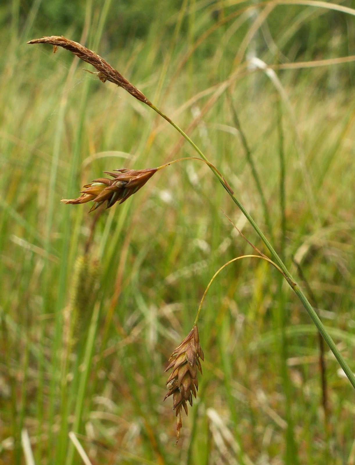 Carex limosa L.