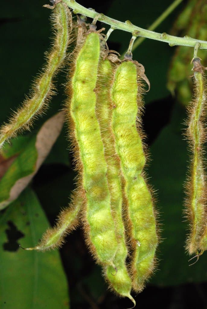 Pueraria montana (Lour.) Merr.