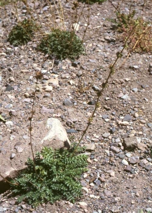 Acaena pinnatifida Ruiz & Pav.