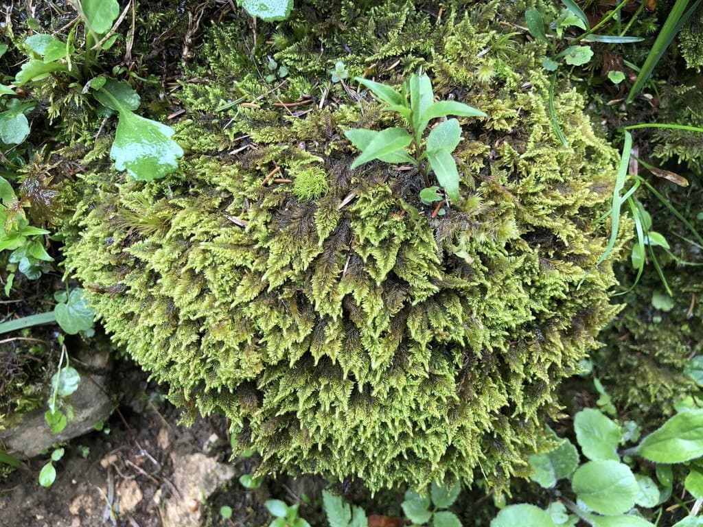 Ctenidium molluscum (Hedw.) Mitt.