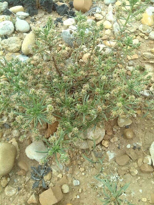 Plantago arenaria Waldst. & Kit.