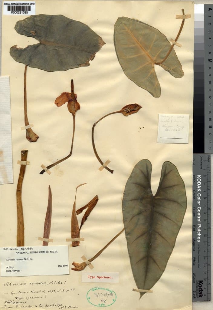 Alocasia reversa N.E.Br.