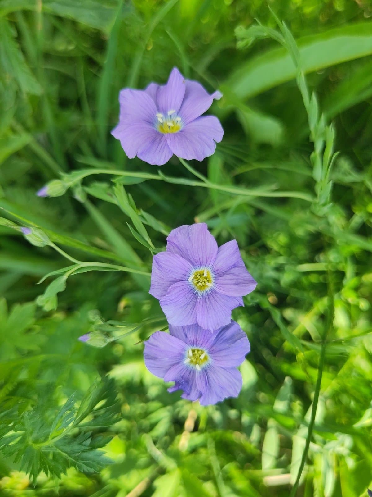 Linum alpinum Jacq.