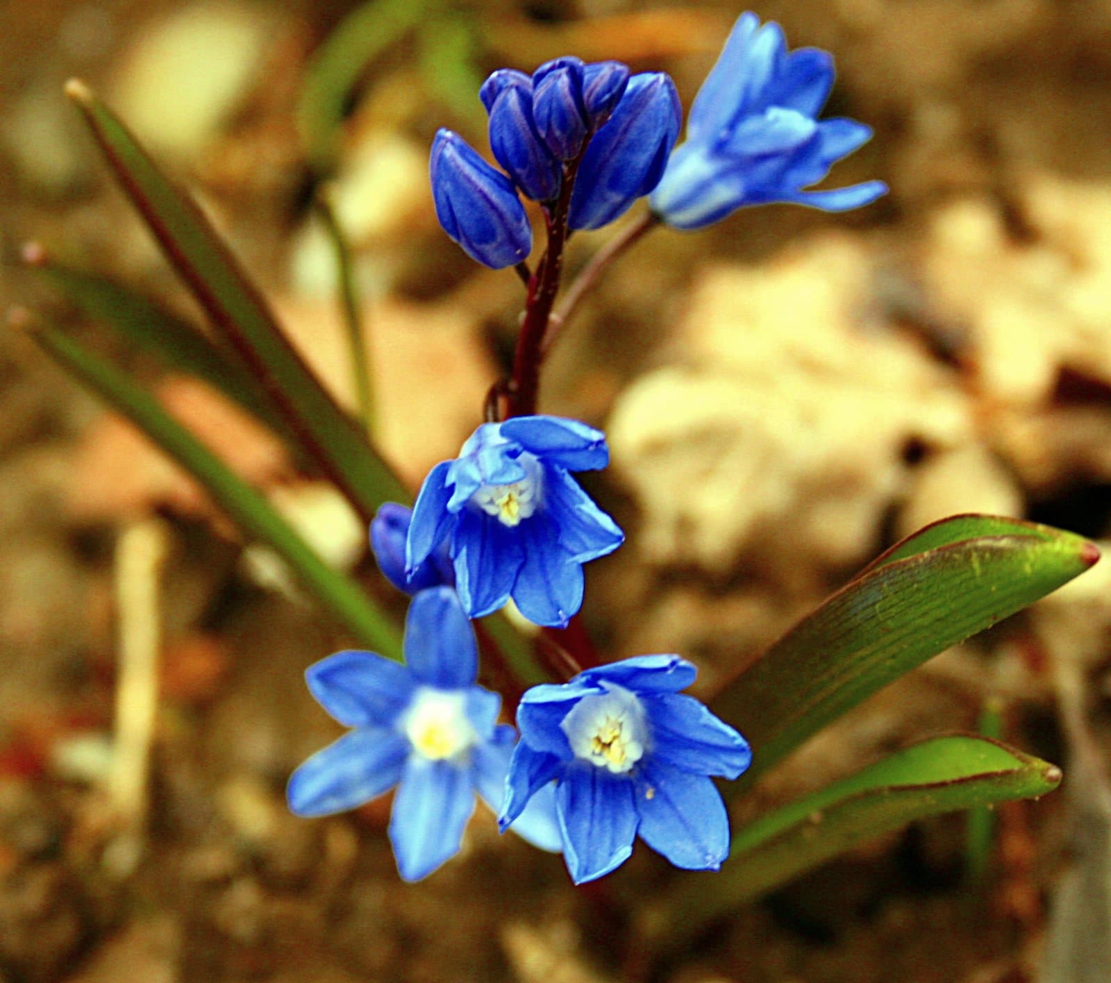 Scilla sardensis (Whittall ex Barr & Sugden) Speta
