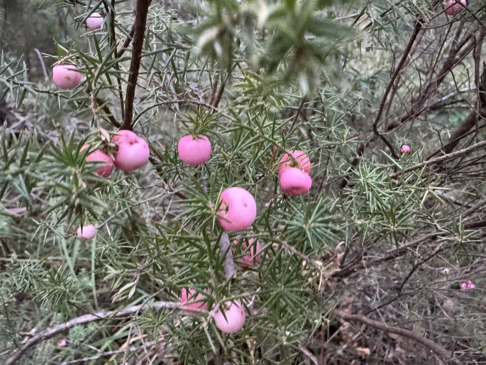 Leptecophylla divaricata (Hook.fil.) C.M.Weiller