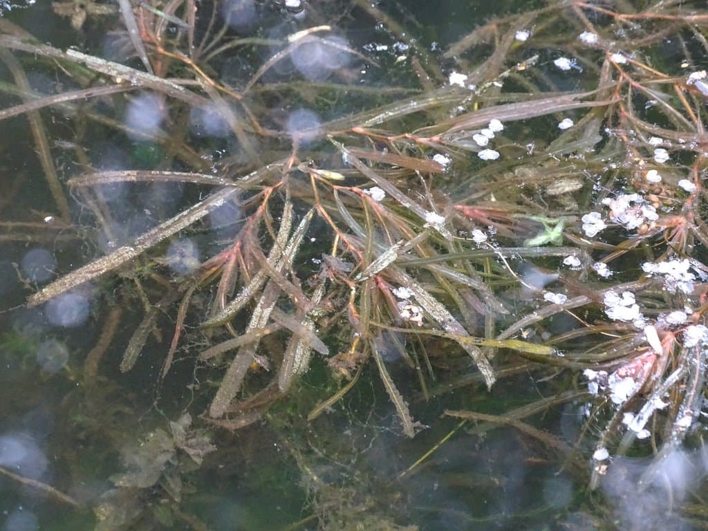 Potamogeton obtusifolius Mert. & W.D.J.Koch