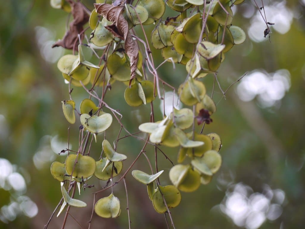 Dioscorea alata L.