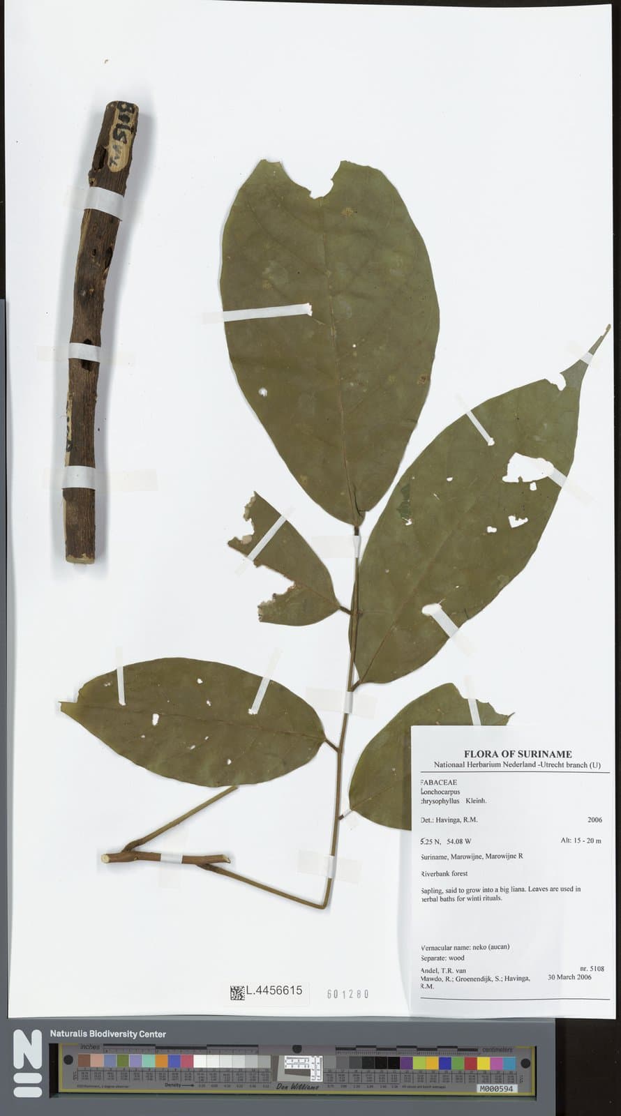 Deguelia chrysophylla (Kleinhoonte) R.A.Camargo & A.M.G.Azevedo