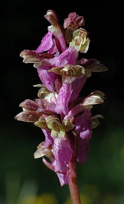 Orchis spitzelii Saut. ex W.D.J.Koch