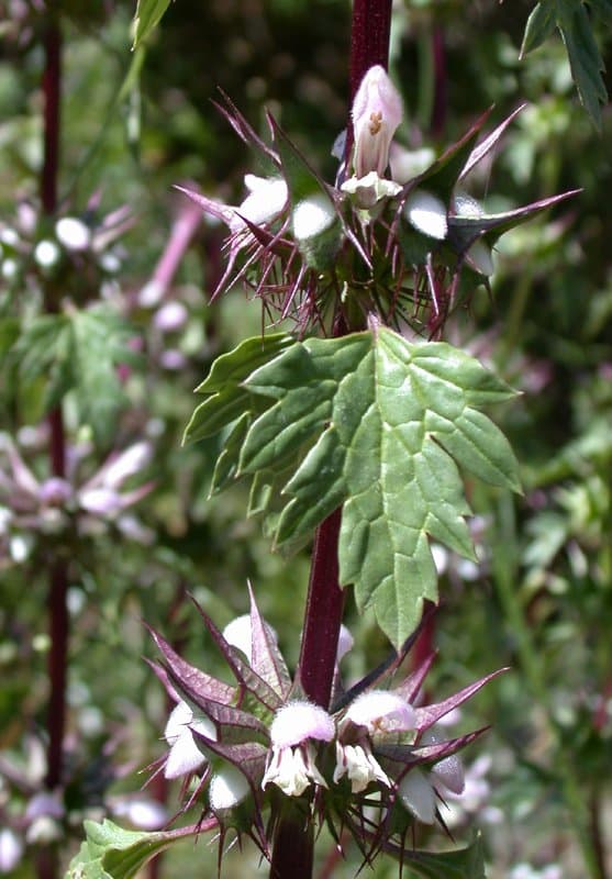 Moluccella spinosa L.