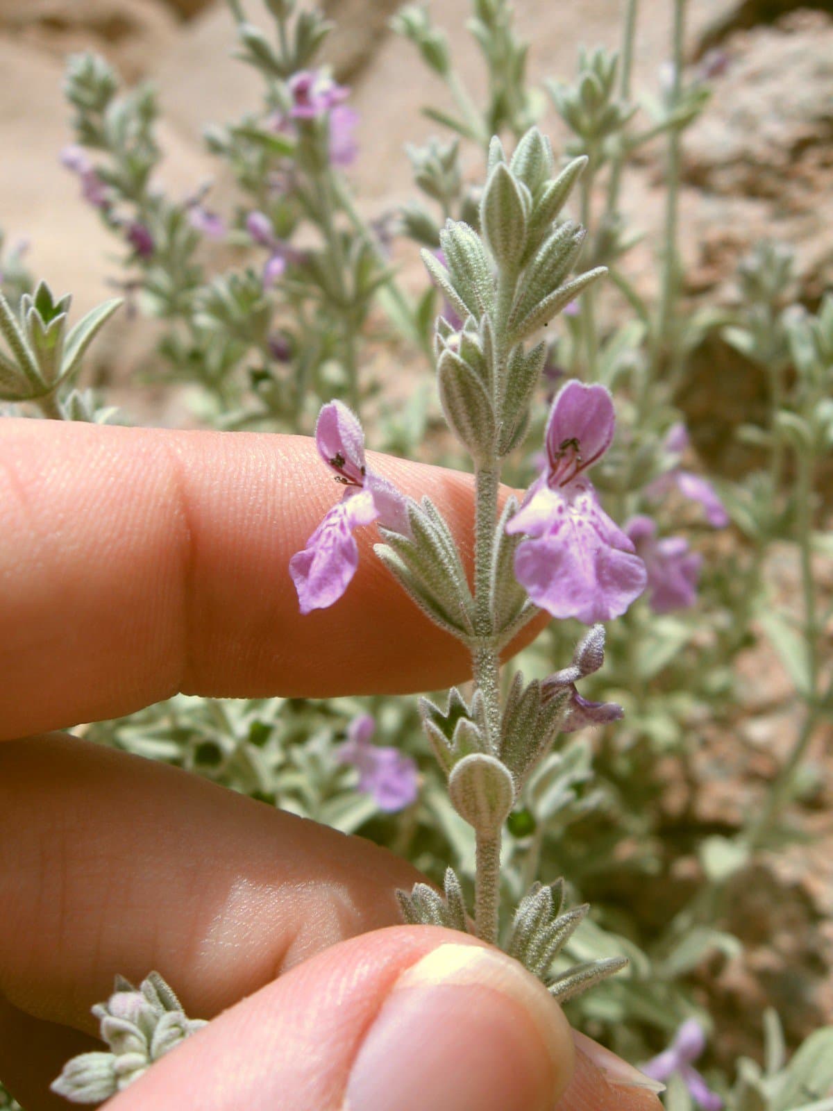 Stachys aegyptiaca Pers.