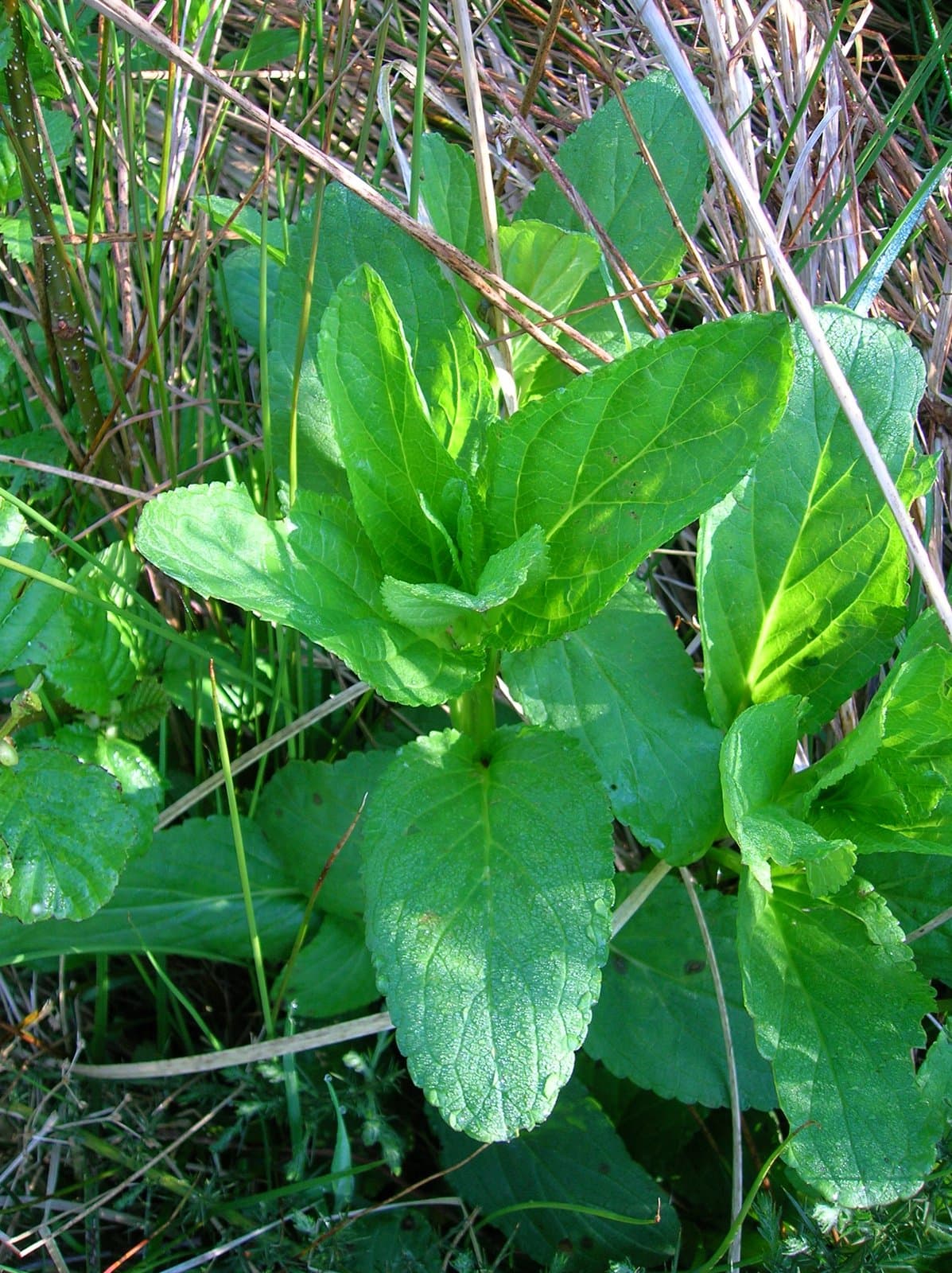 Scrophularia umbrosa Dumort.