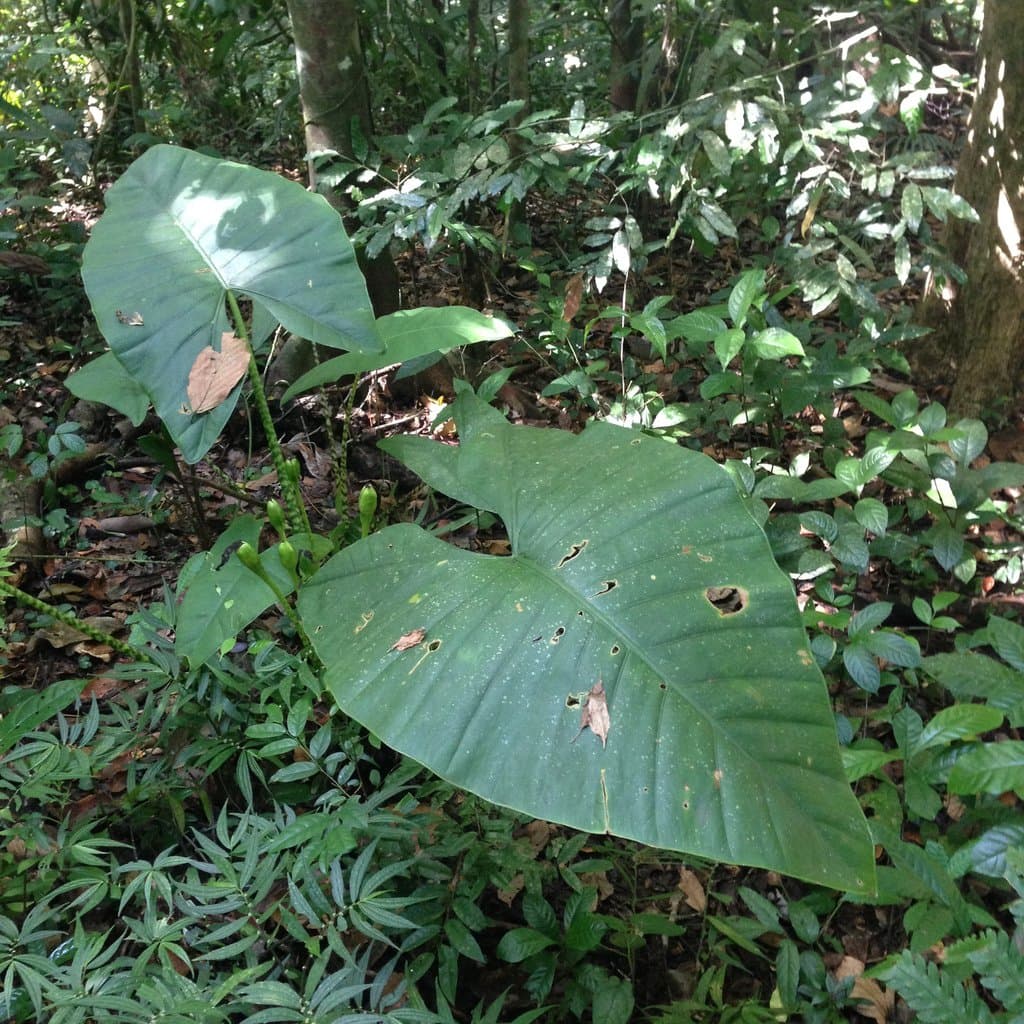 Alocasia zebrina Veitch ex J.Dix