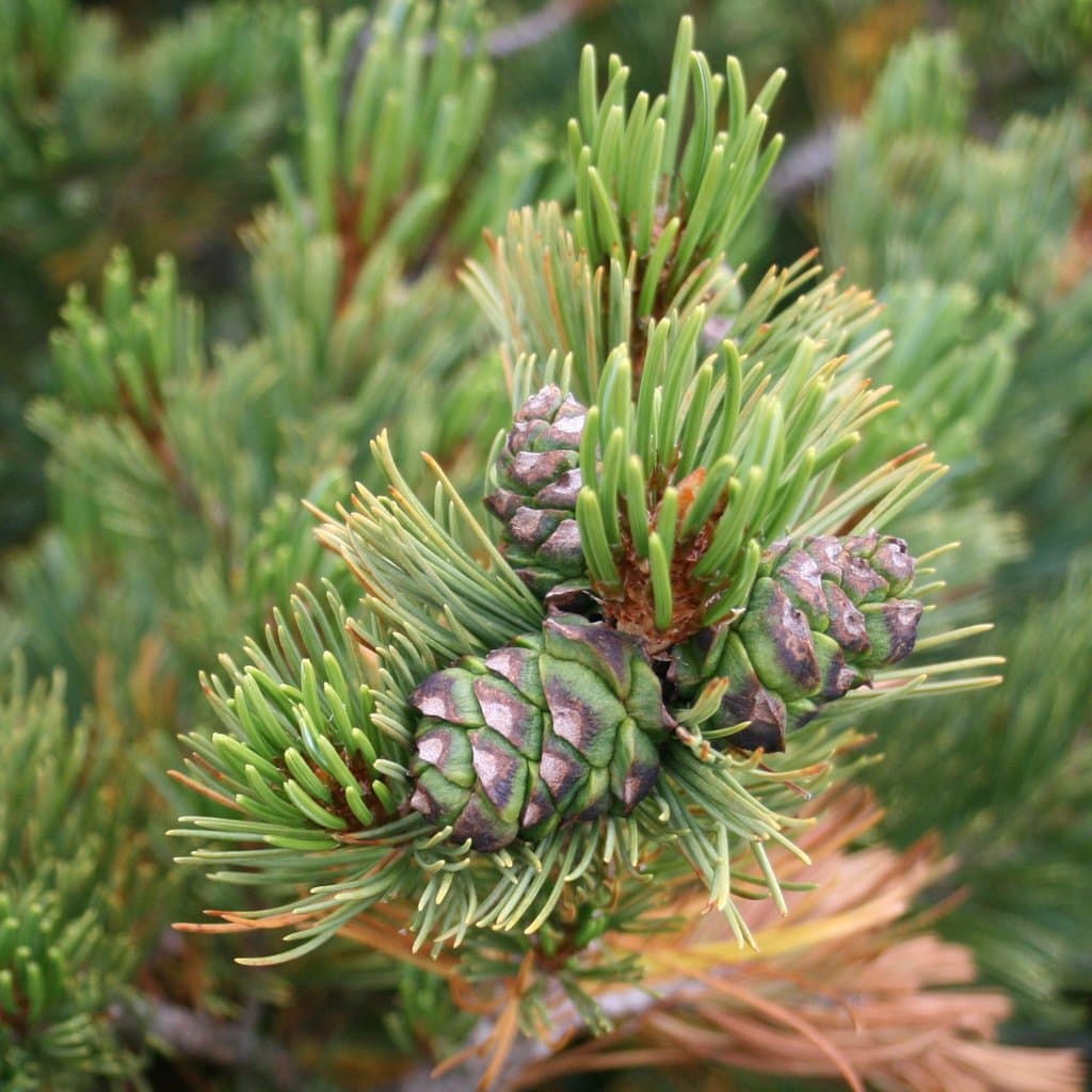 Pinus pumila (Pall.) Regel