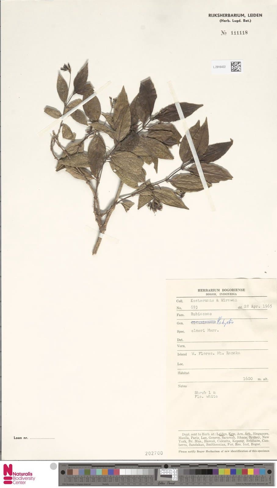Oldenlandia banksii Elmer