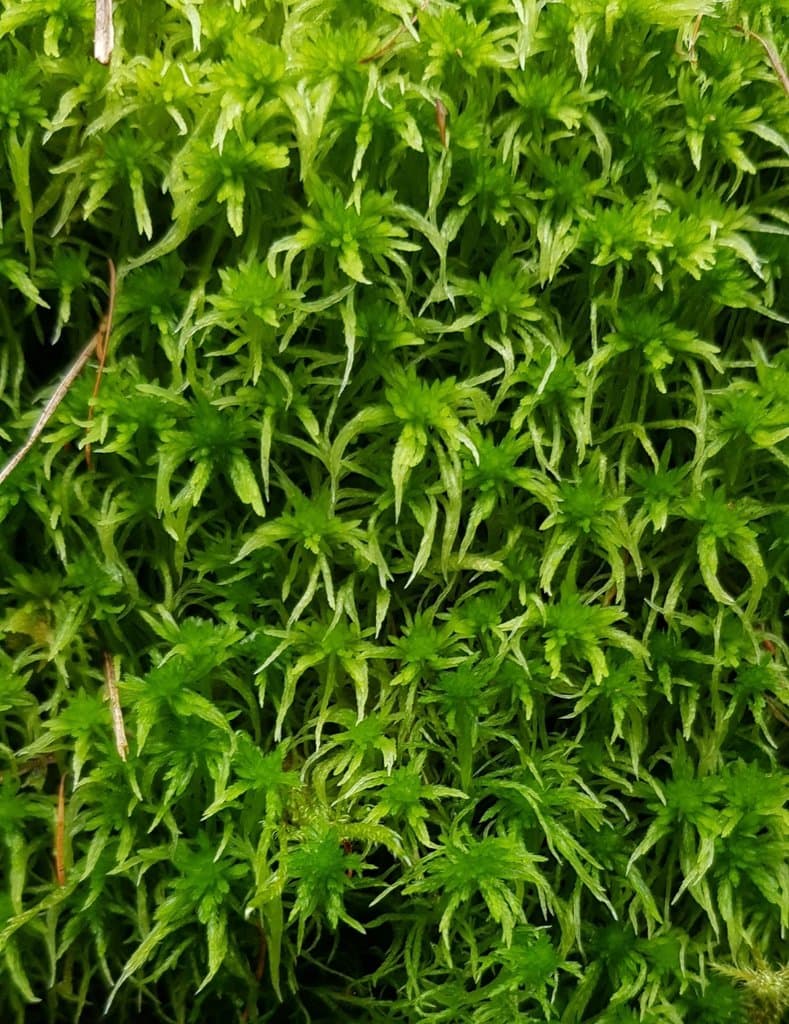 Sphagnum fimbriatum Wilson