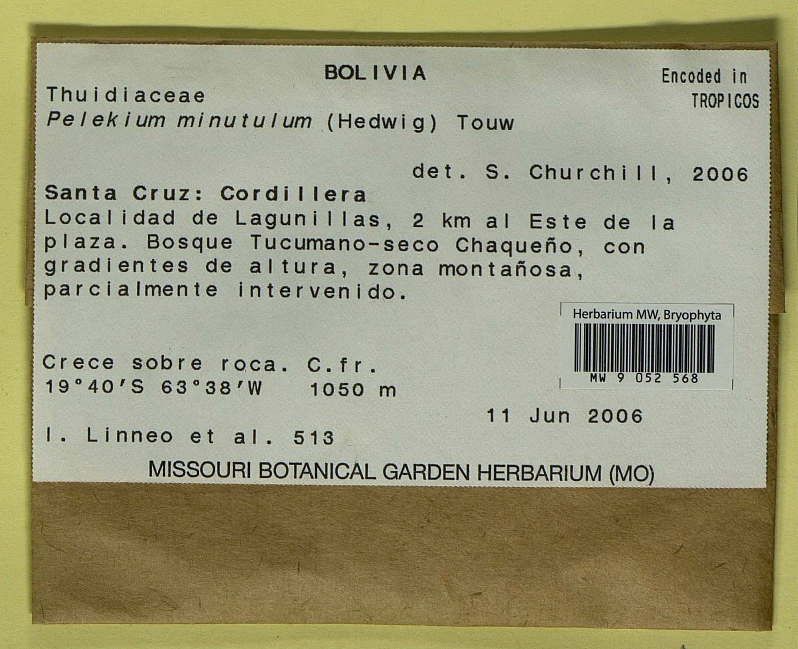 Pelekium minutulum (Hedw.) Touw