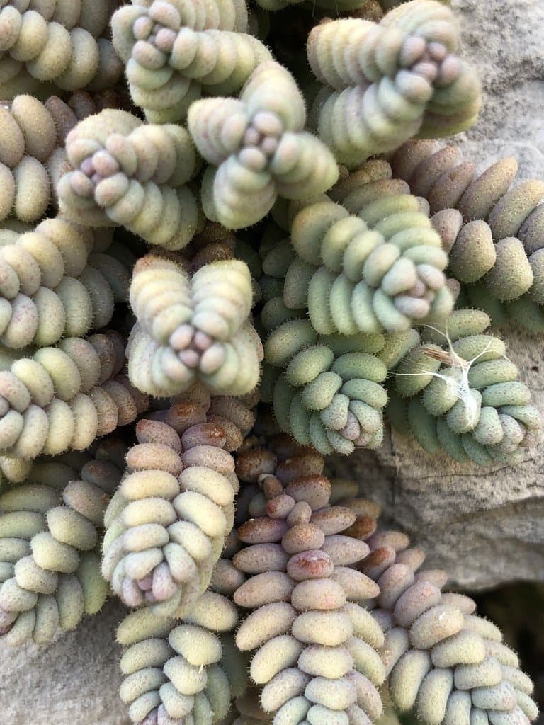 Sedum dasyphyllum L.