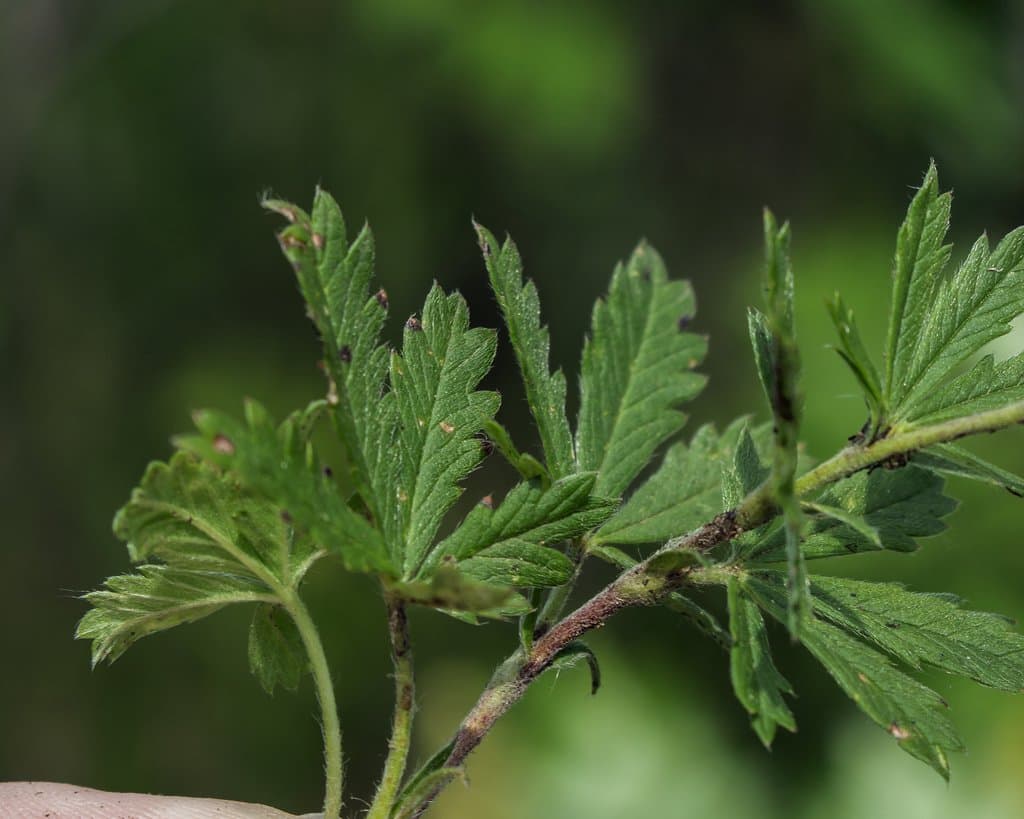 Potentilla inclinata Vill.