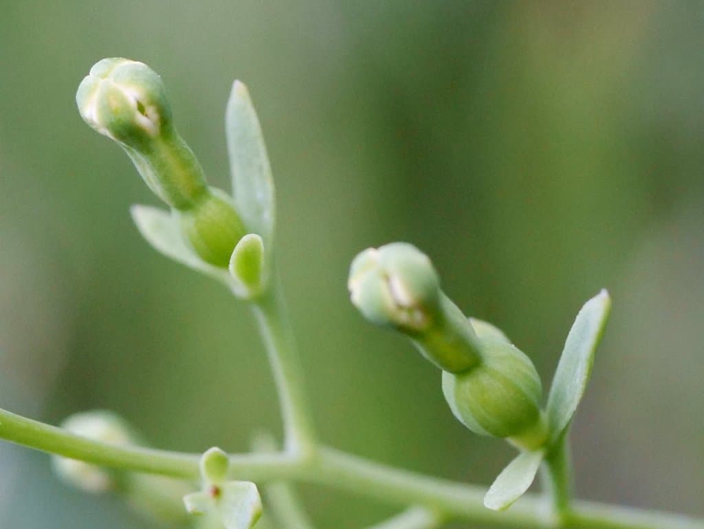 Thesium alpinum L.