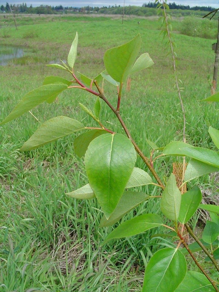Populus trichocarpa Torr. & A.Gray ex Hook.