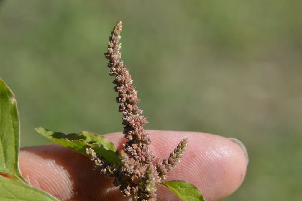 Amaranthus viridis L.