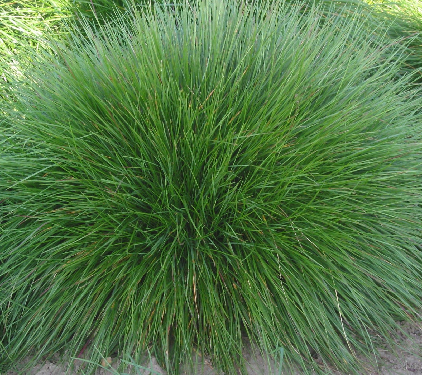 Festuca nigrescens Lam.