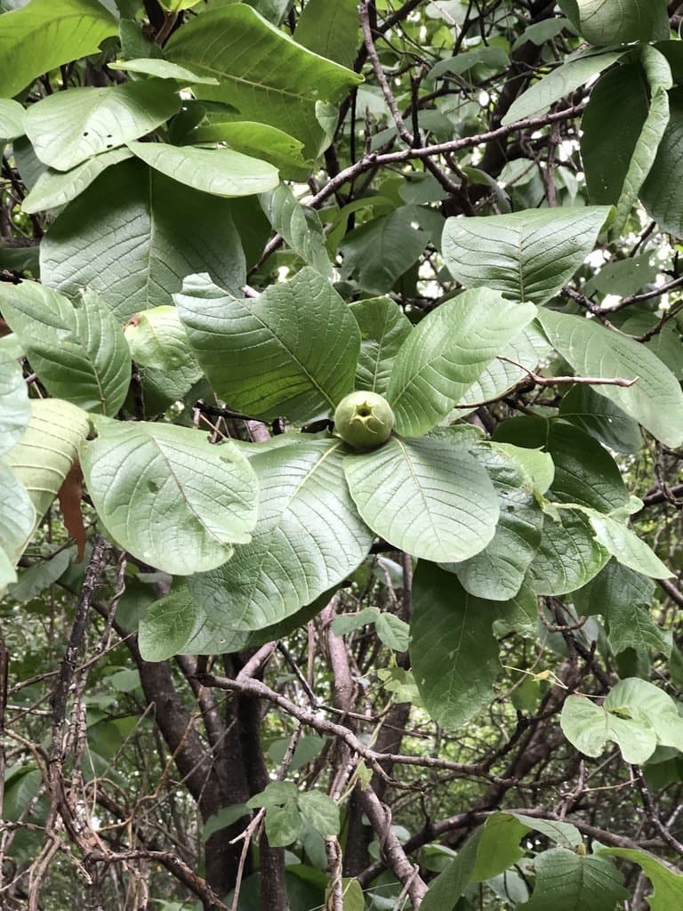 Larsenaikia ochreata (F.Muell.) Tirveng.
