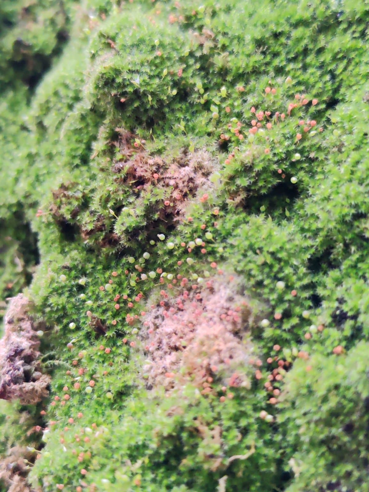 Fabronia pusilla Raddi