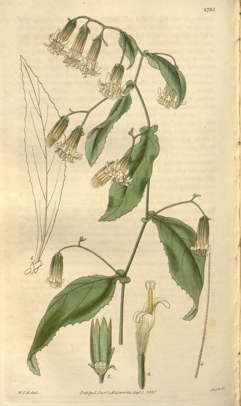 Trixis divaricata (Kunth) Spreng.