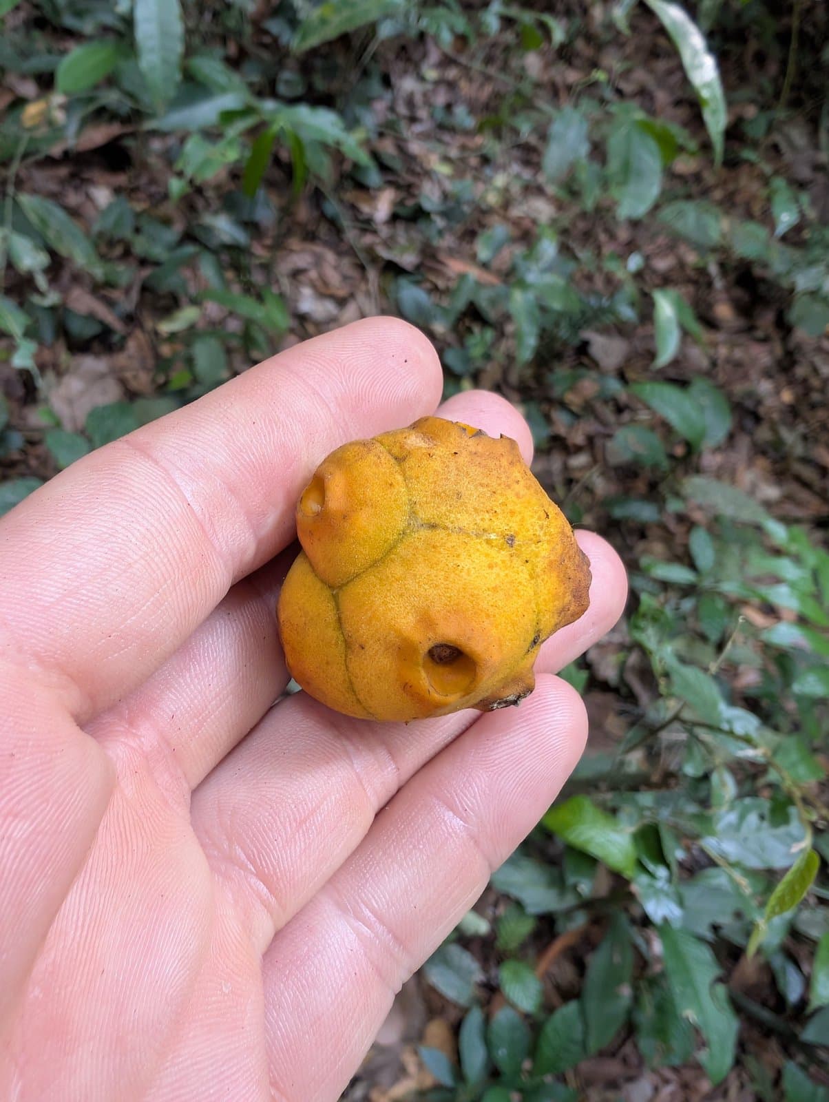 Morinda morindoides (Baker) Milne-Redh.