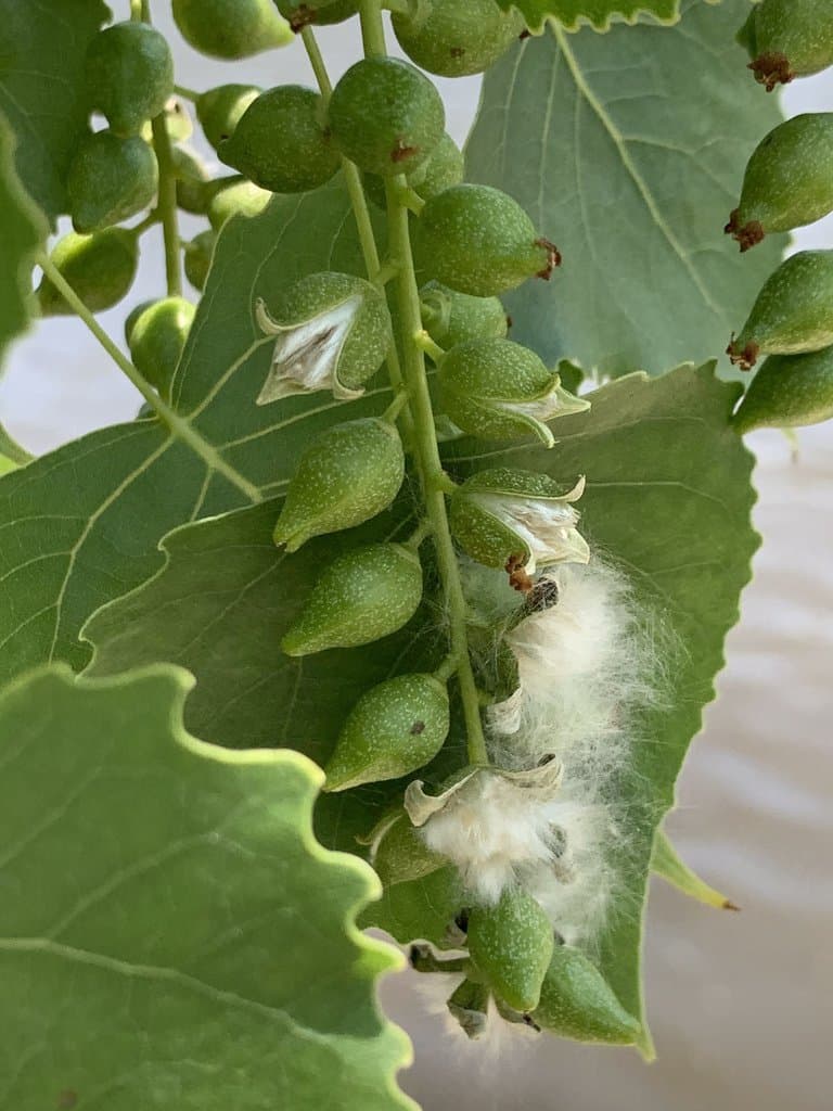 Populus deltoides W.Bartram ex Marshall