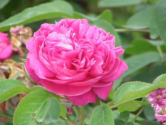 Rosa ×damascena Mill.