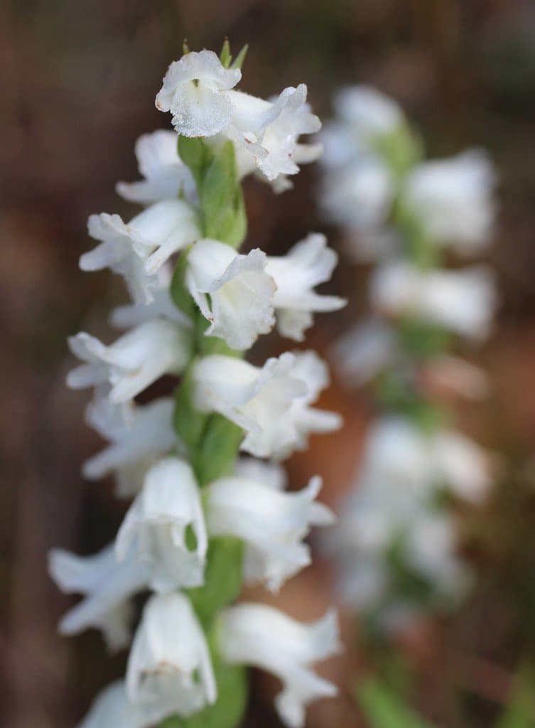 Spiranthes arcisepala M.C.Pace