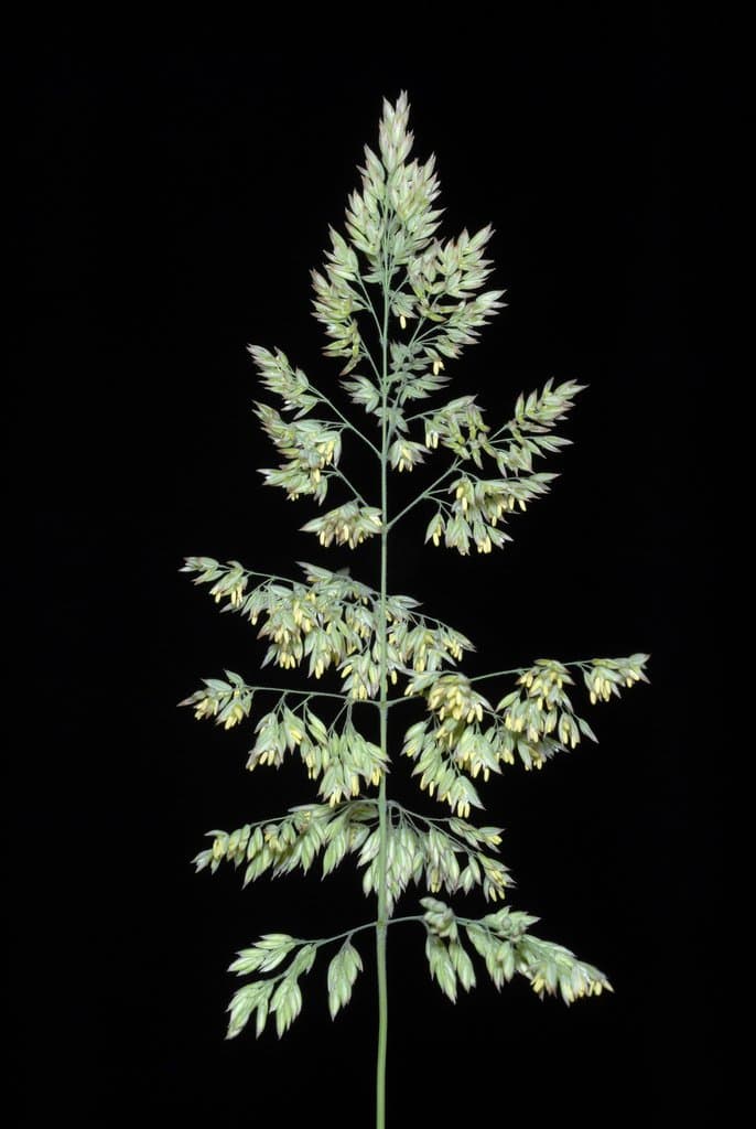 Holcus lanatus L.