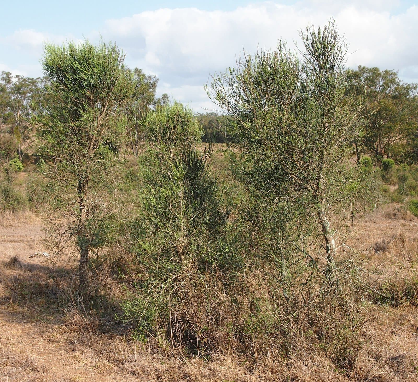 Eremocitrus glauca (Lindl.) Swingle