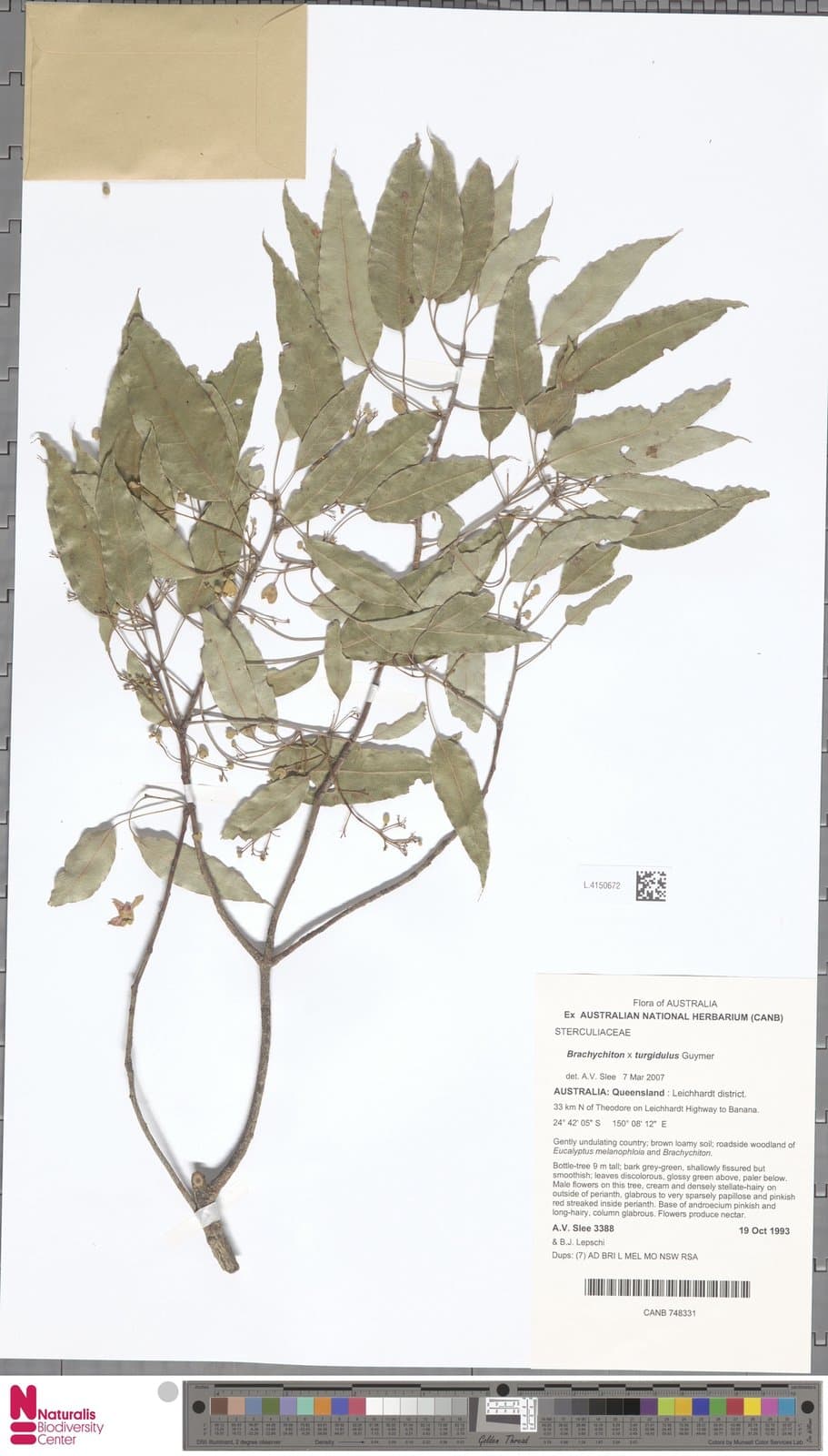 Brachychiton ×turgidulus Guymer