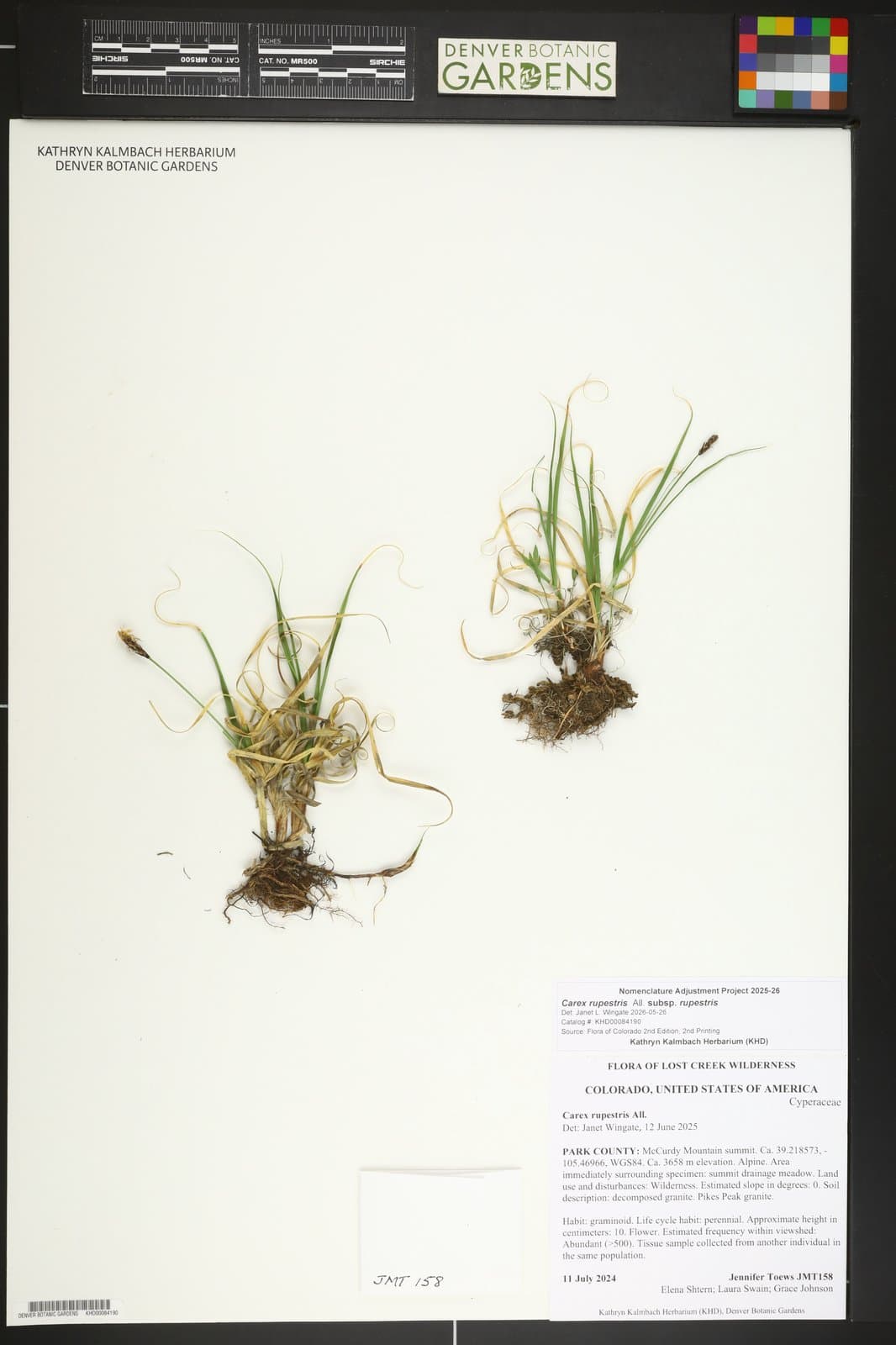 Carex rupestris subsp. rupestris
