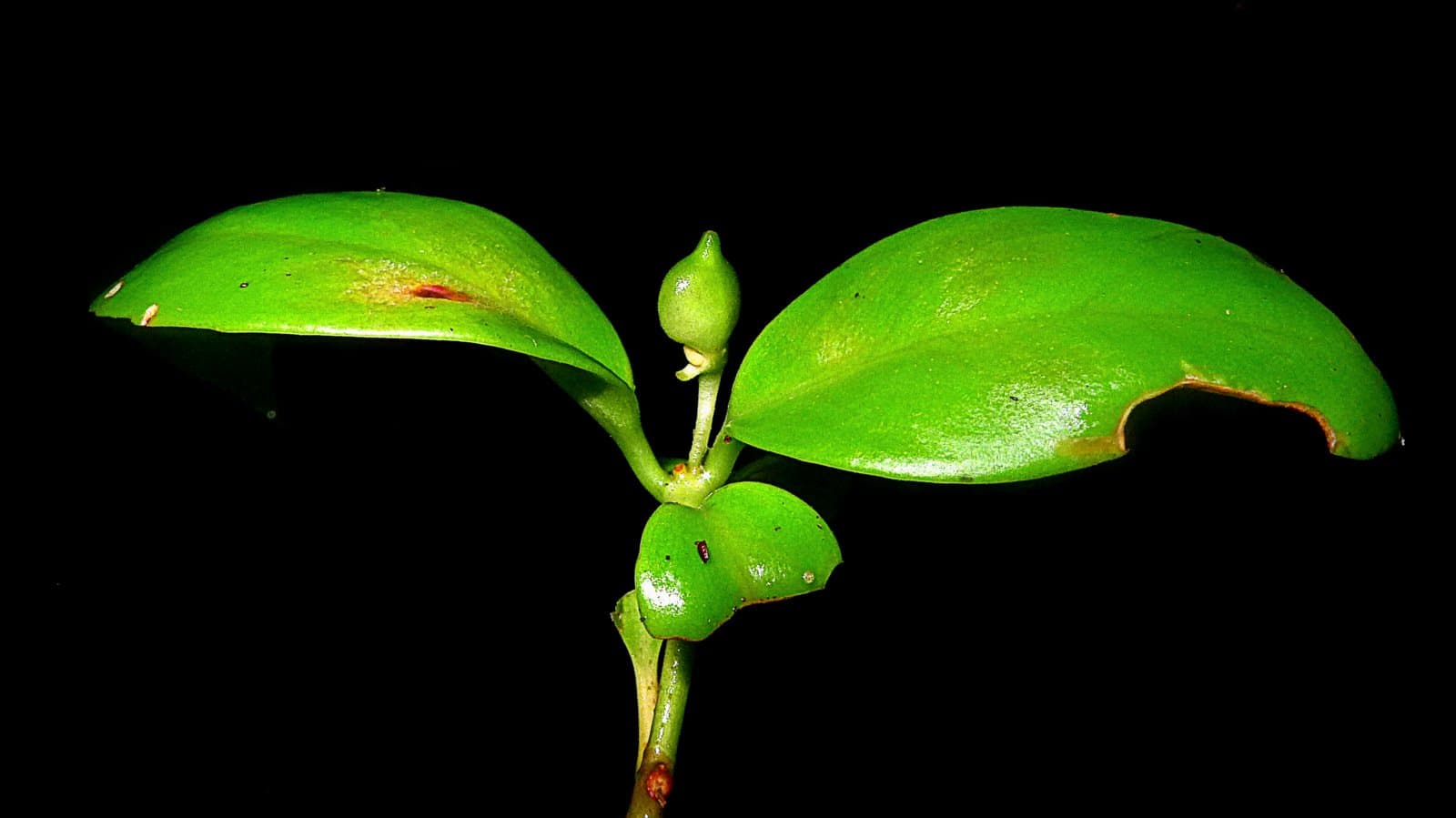 Codonanthopsis uleana (Fritsch) Chautems & Mat.Perret