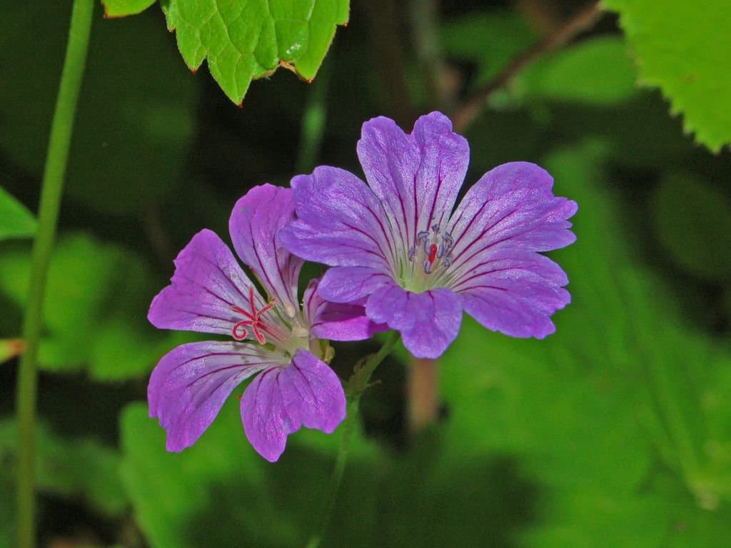 Geranium nodosum L.